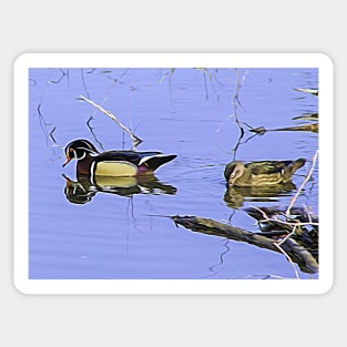 Wood duck mate illustration Sticker